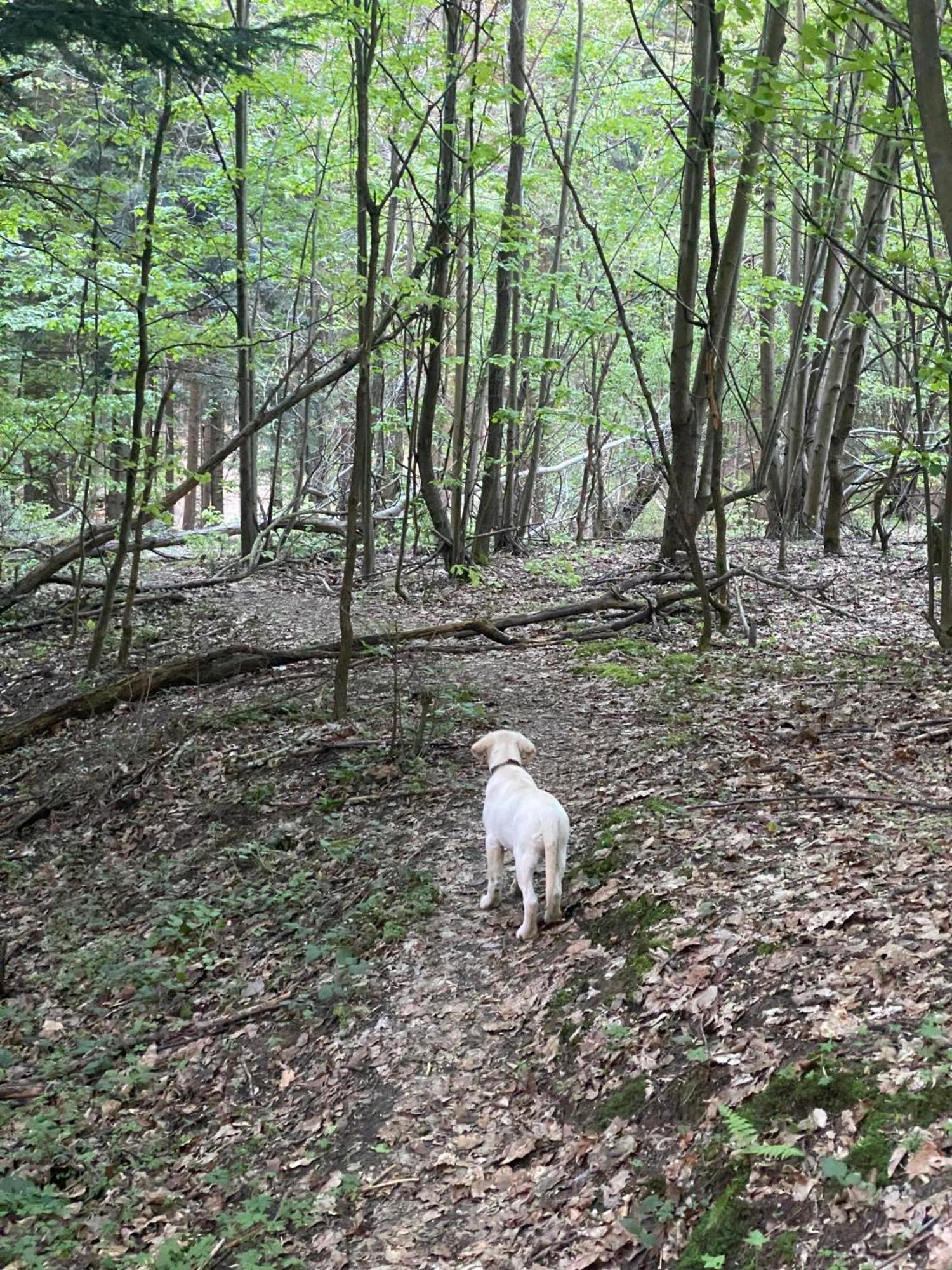 Appartamento Zacisze Na Podzamczu Odrzykon Esterno foto