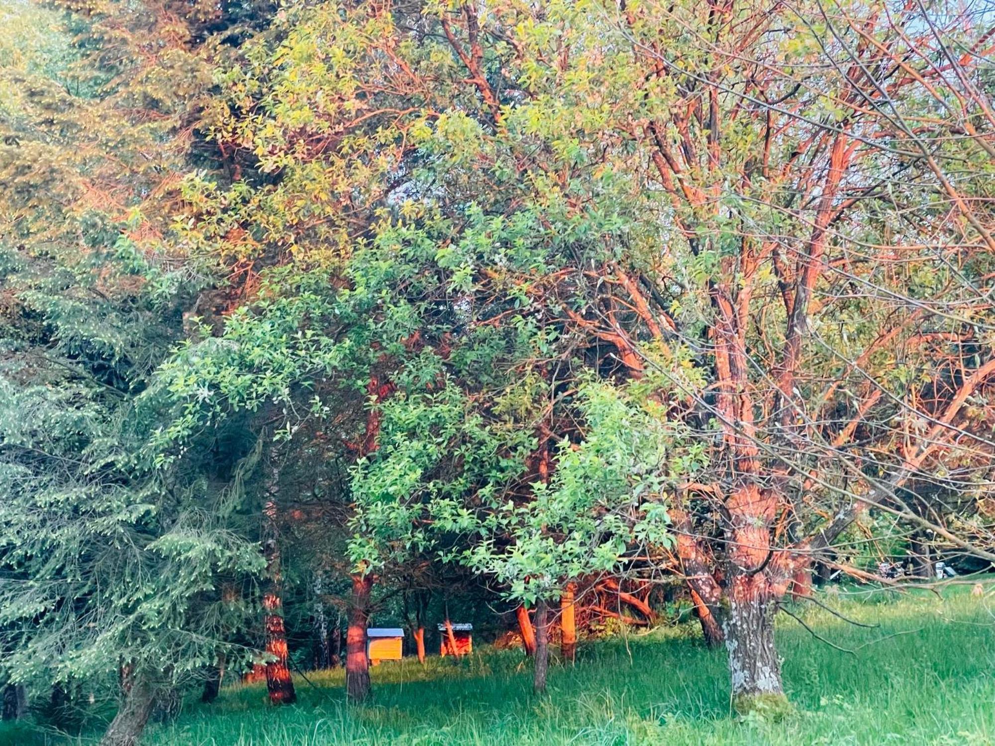 Appartamento Zacisze Na Podzamczu Odrzykon Esterno foto